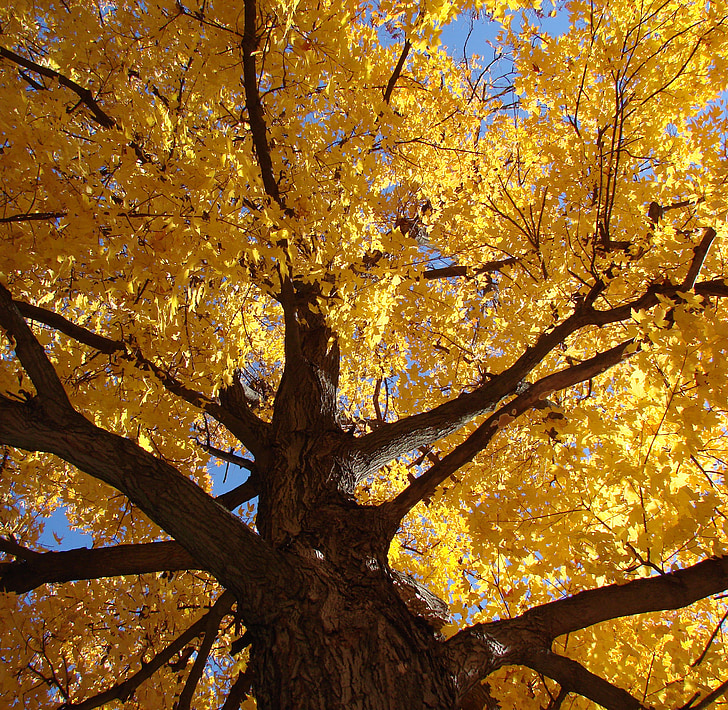 drevo, pogledati kvišku, tla, zlati, listi, padec, sezonske