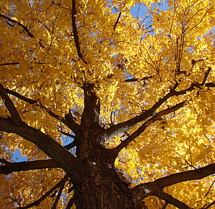 strom, vyhledat, zem, zlatý, listy, na podzim, sezónní