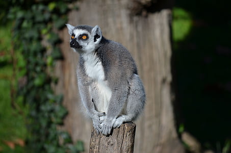 lemur munito anello, lemure, Zoo di, animale, scimmia, un animale, animale della fauna selvatica