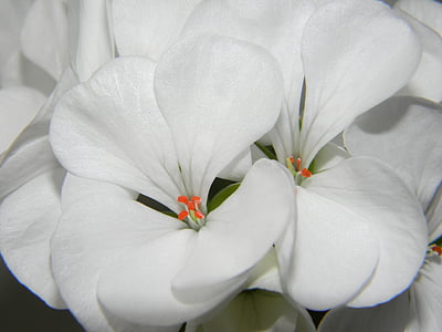 Pelargonium, bijeli, cvijet, geranija, cvijeće, cvatu, latica