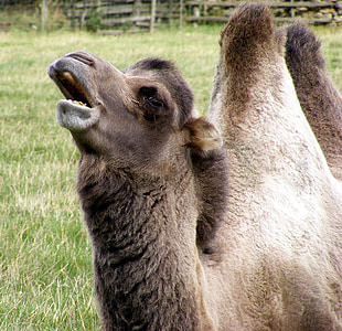 animal, camel, humps, outdoor, farm, meadow, mouth