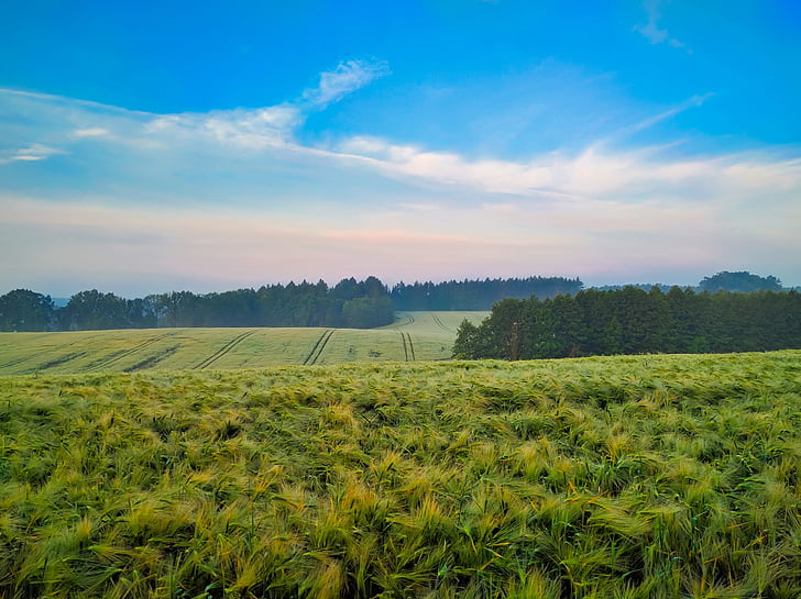 Полша, ферма, поле, ливада, изрязване, Селско стопанство, небе
