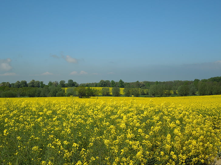 rapeseeds välja, sinine taevas, kollane, väli, kevadel, loodus, põllukultuuride