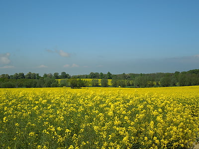 bidang rapeseed, langit biru, kuning, bidang, musim semi, alam, tanaman
