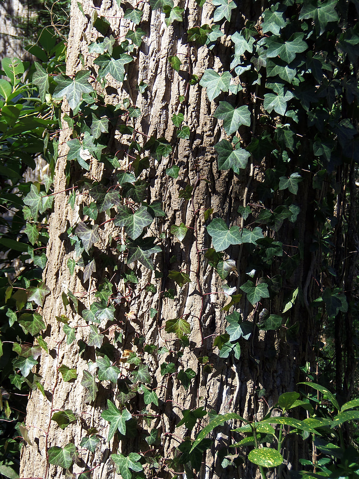 puun rakenne, Ivy, puu, kuori