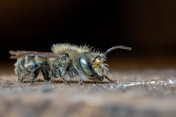 osmia, mason bee, wild bee, solitary bee, bee, hymenoptera, insect