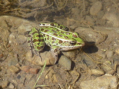žaba, Leopard žabe, vodozemaca, ribnjak, žaba, Ontario, životinje u divljini
