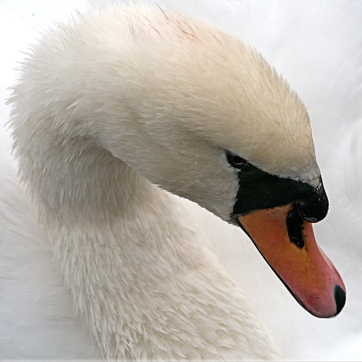 swan, mute, white, bird, waterfowl, cygnus, big