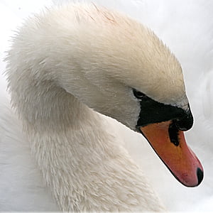 Swan, Mute, biela, vták, vodné vtáctvo, labuť, veľký