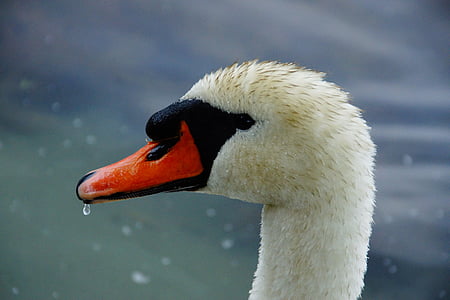 swan, head, black, water bird, bird, water, feather