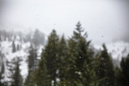 sníh, Zimní, bílá, chlad, počasí, LED, stromy