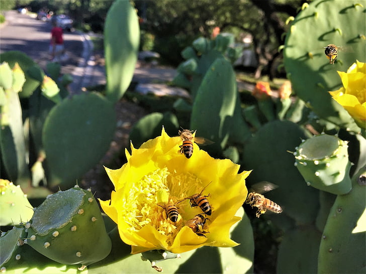 pszczoły, kwiat kaktusa, żółty