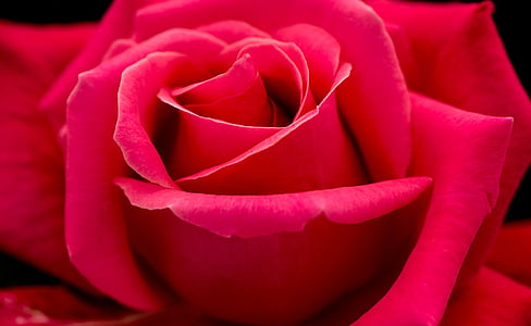 close, photography, red, rose, flower, pink, petal