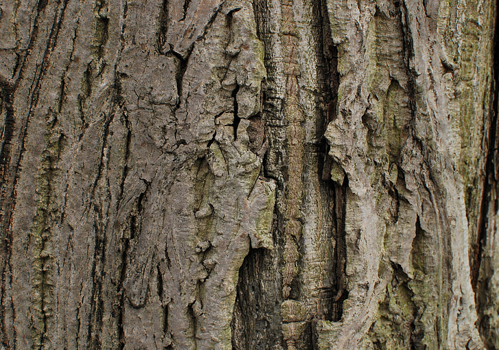 bark, trä, träd