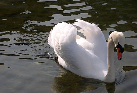 swan, animal, lake, zurich, water