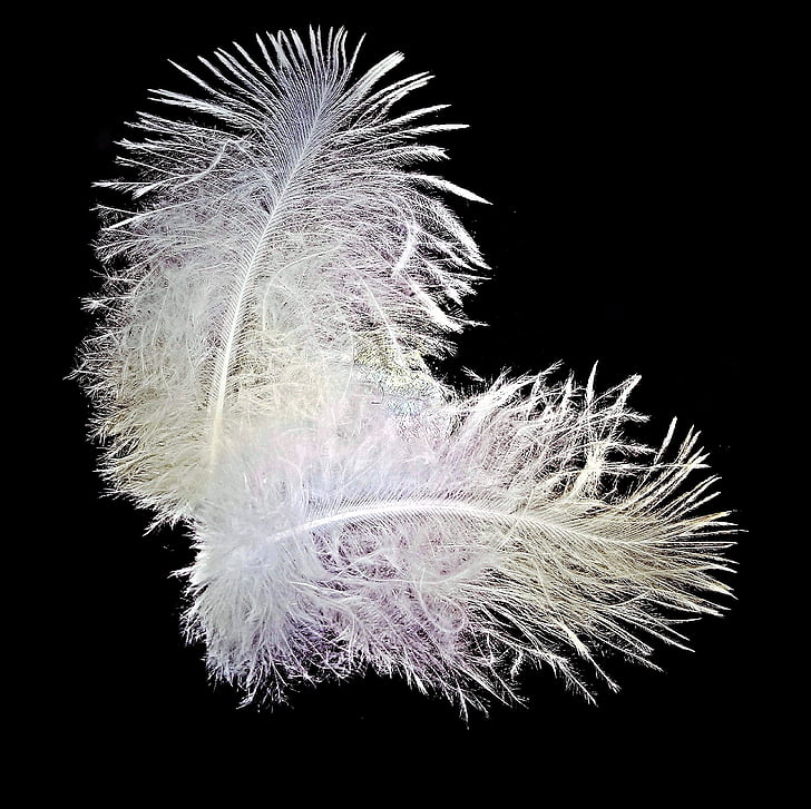 feather, bird feathers, down, two springs, close, white, small