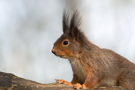 écureuil, animal, possierlich, Forest, rongeur, queue, photographie de la faune