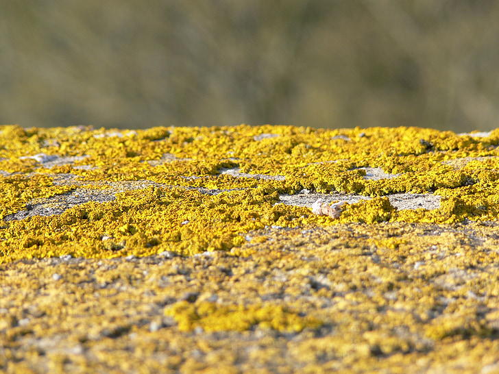 mur, lichen, jaune, point de riz, vieux, dossier public, Pierre