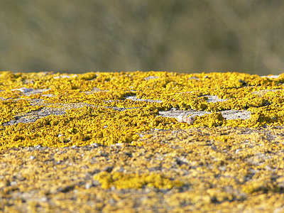 wall, lichen, yellow, moss, old, public record, stone