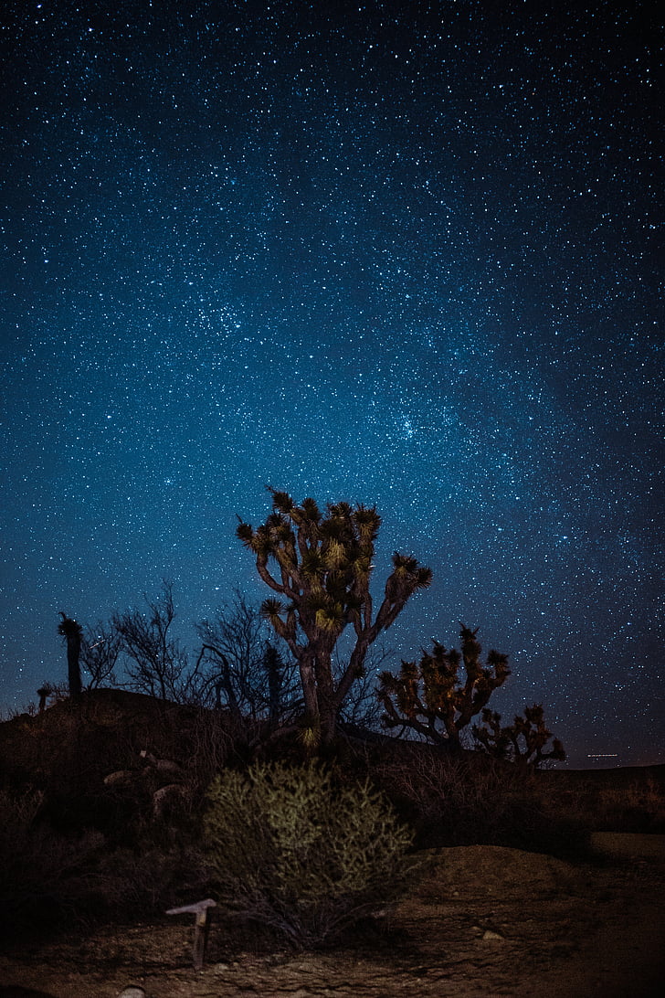 blau, cel, nit, estrelles, plantes, cactus, l'aire lliure