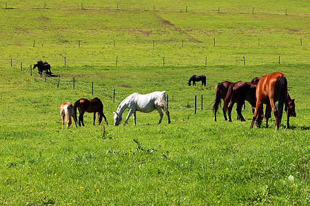 pasture, horses, horse pasture, coupling, nature, animal, graze