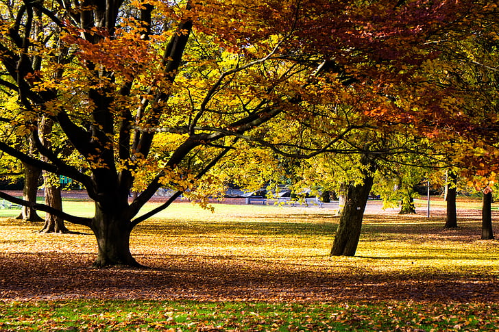 podzim, Barva, barevné listí, podzimní les, barevný podzim, strom, list