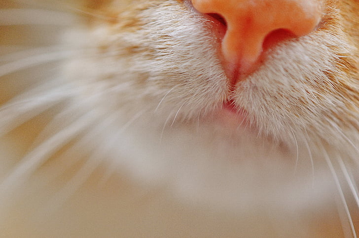 katt, näsa, nos, Husdjur, Cat näsa, djur, kattunge