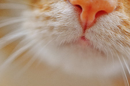 猫, 鼻, 鼻, ペット, ネコの鼻, 動物, 子猫