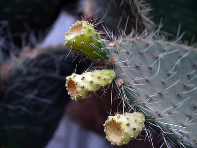 cactus, Espinosa, espina, natura, planta, natural, flor