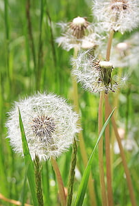 dandelion, meadow, flower meadow, green, spring, grass, flower