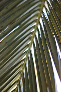 liść palmowy, Natura, palmy, Tropical, liść, zielony, drzewo