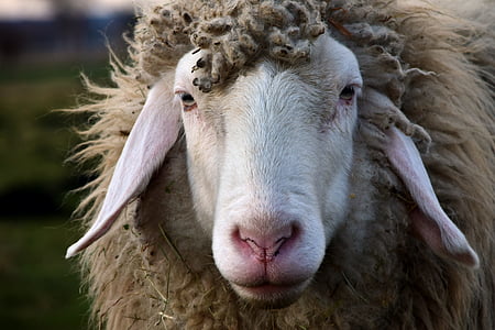 moutons, tête, Sheepshead, animal, laine, nature, fourrure