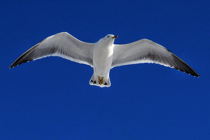 djur, Sky, Seagull, sjöfågel, vilda djur, naturliga, flyg