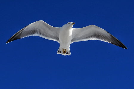 hewan, langit, Seagull, burung laut, hewan liar, alam, penerbangan
