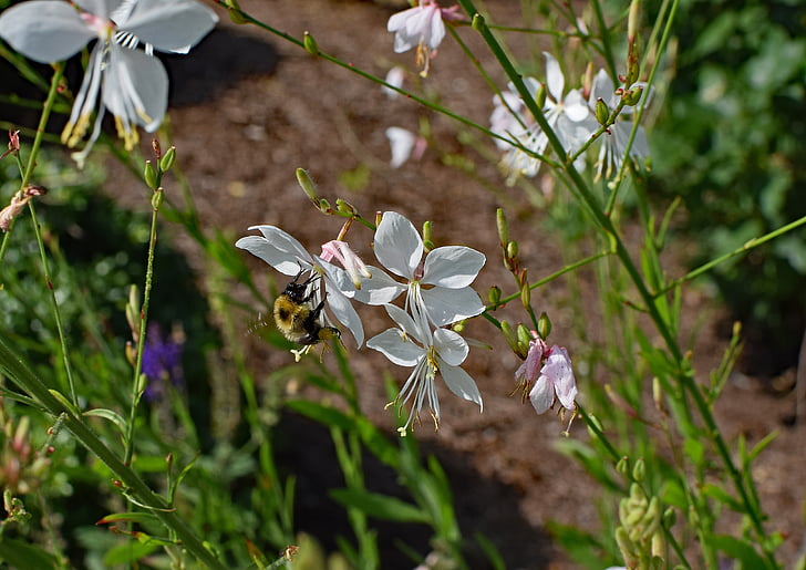 flor de mariposa con abeja, abeja, insectos, animal, flor, flor, floración