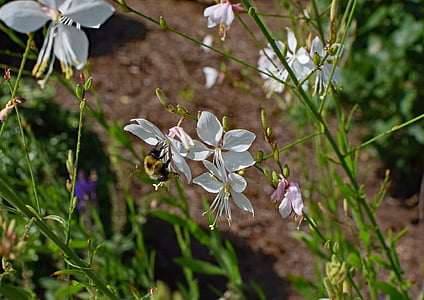 бабочка цветок с пчела, Пчела, насекомое, животное, цветок, Блоссом, Блум