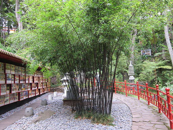 Bambusa dārzs, bambusa, Austrumu, japāņu dārzs, Japāņu, Zen, zaļa