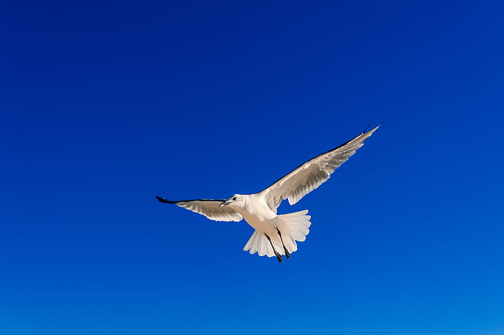 seagull, sky, blue sky, fly, nature, bird, blue