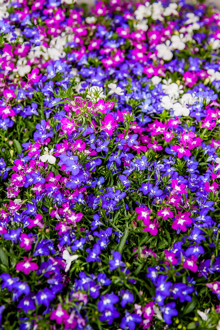 лобелия, Въпреки че, синьо, лилаво, цветна градина, цветя, природата