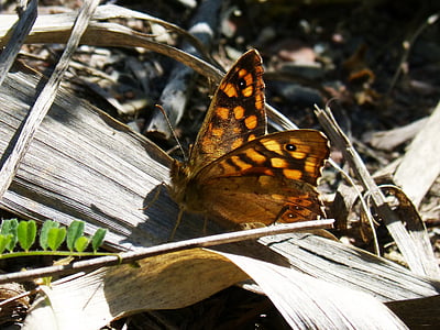 margenera, saltacercas, vlinder, achtergrondverlichting, Lasiommata megera, vlinder saltacercas