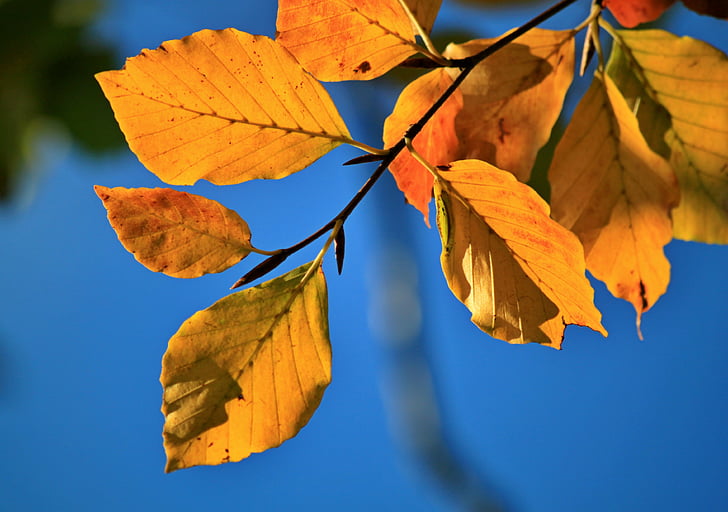 Есенни листи, бук, букови листа, есента цвят, Есен, листа, herbstimpression