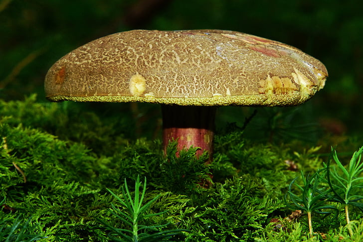 rotfußröhrling, houby, jedlé, Les, Lesní půda, trubka houby, mech