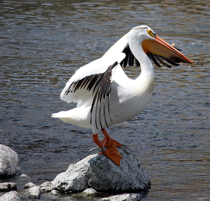 Pelican, Fox river, trecho, pássaro, Grande, Branco, asas