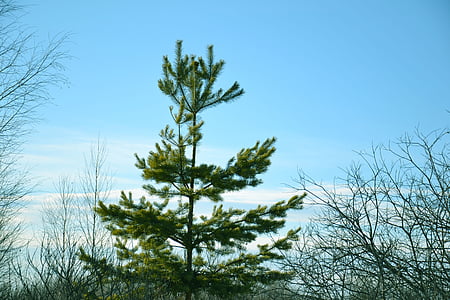 coniferous tree, pine, christmas tree, green, nature, sky, spring