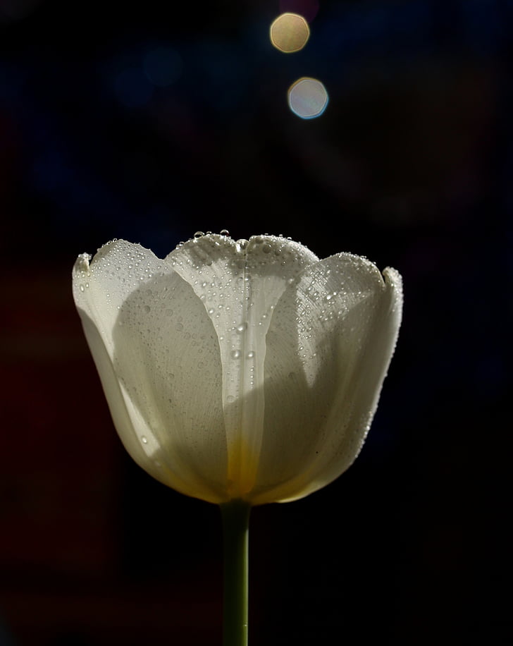 tulip, white, drops, flower, no people, night, black background