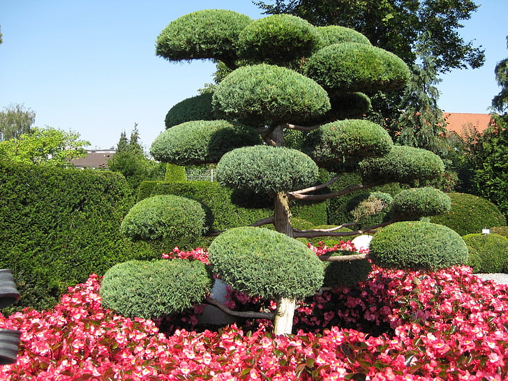 japanese garden, green, tree, bushes, spring, garden, natural