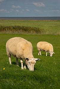 овцы, Северное море, Дайка овцы, fedderwardersiel, Ваттовое море, шерсть, Животные