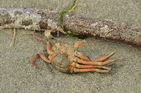 crab, marine animal, death, beach, sand, food