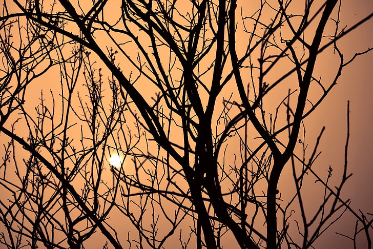 dusk tree, by sunshine, sunset, messy branches