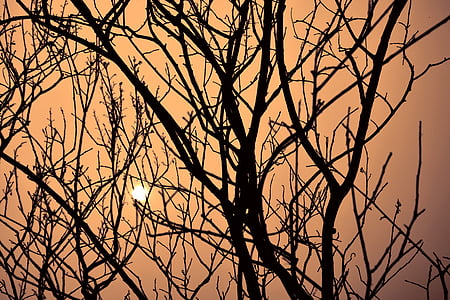 skymningen träd, av solsken, solnedgång, rörig grenar